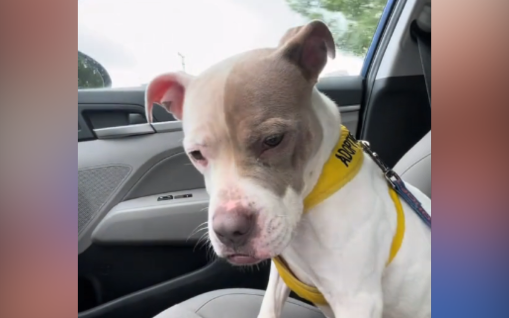 Heartbreaking Moment Dog Realizes She’s Returning to Shelter After Day Out