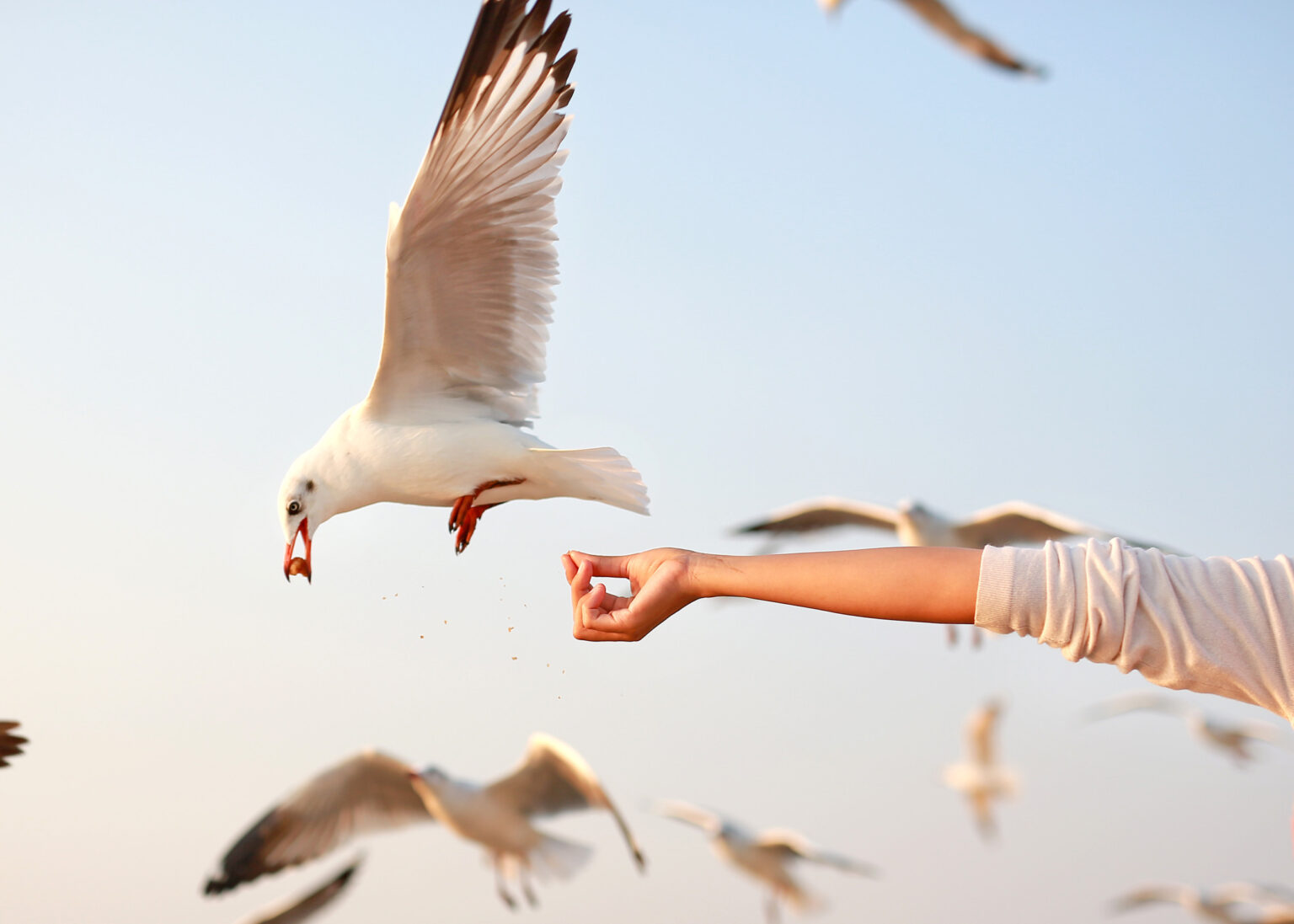 Woman Taking Picture on Beach Gets ‘Violently Humbled’ by Seagull