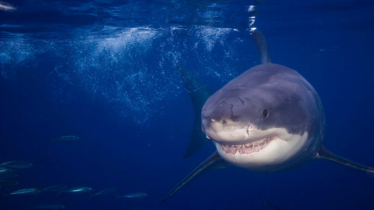 Great White Shark