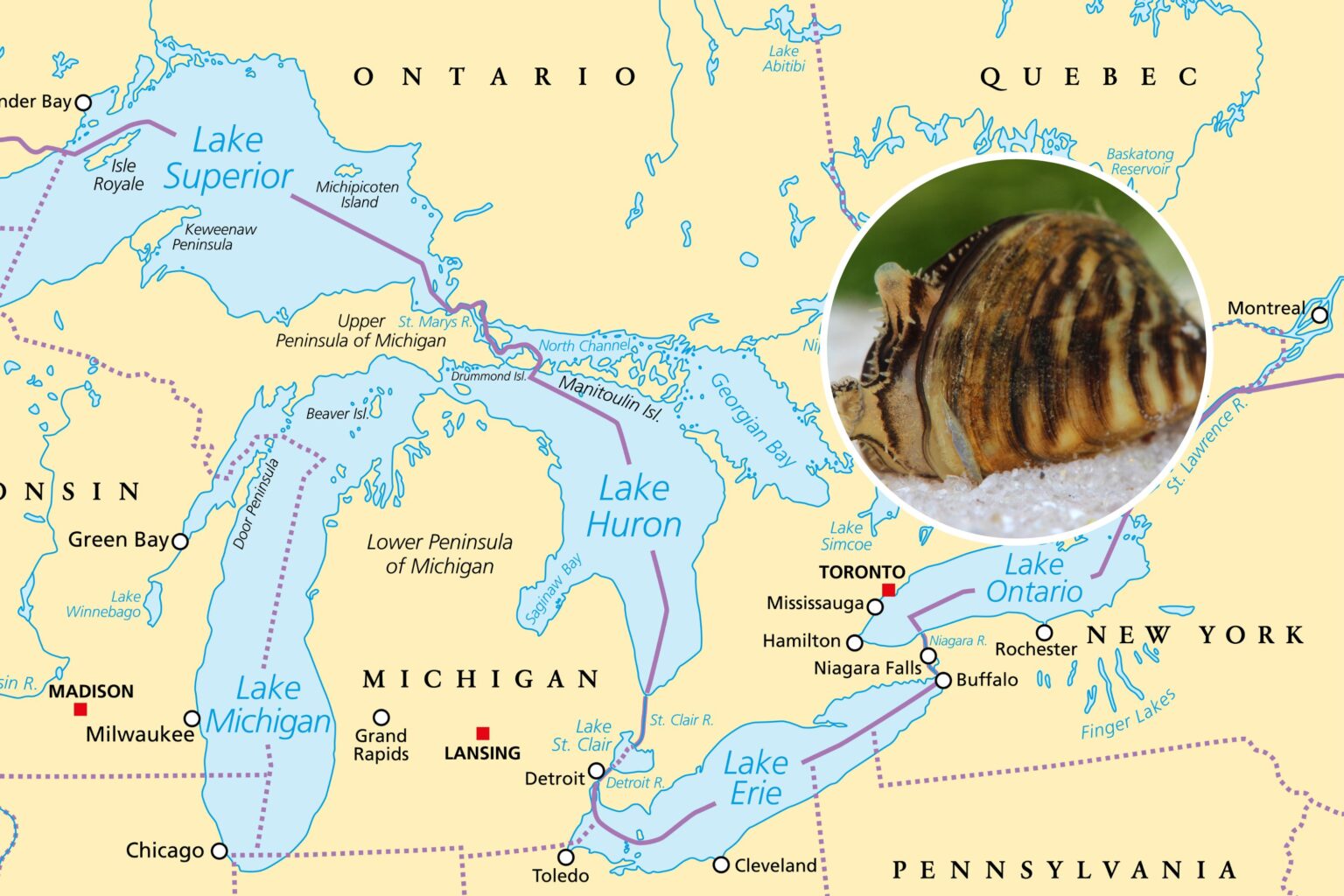 Scientists Reveal Great Lakes’ ‘Most Unwanted’ Invaders