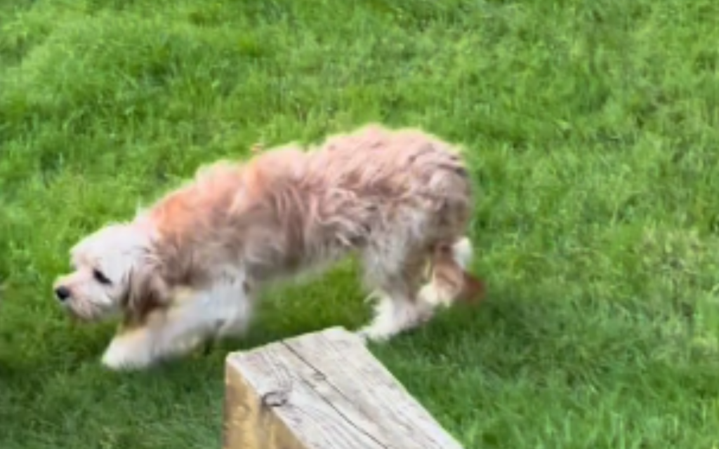 Tears At Rescue Dog’s Transformation After Just 12 Days With Foster Carer