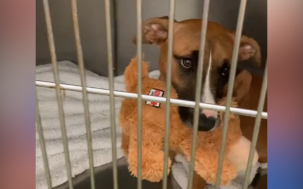 Face of Puppy Adopted Then Returned for Not Being Potty Trained: ‘Teach Me’