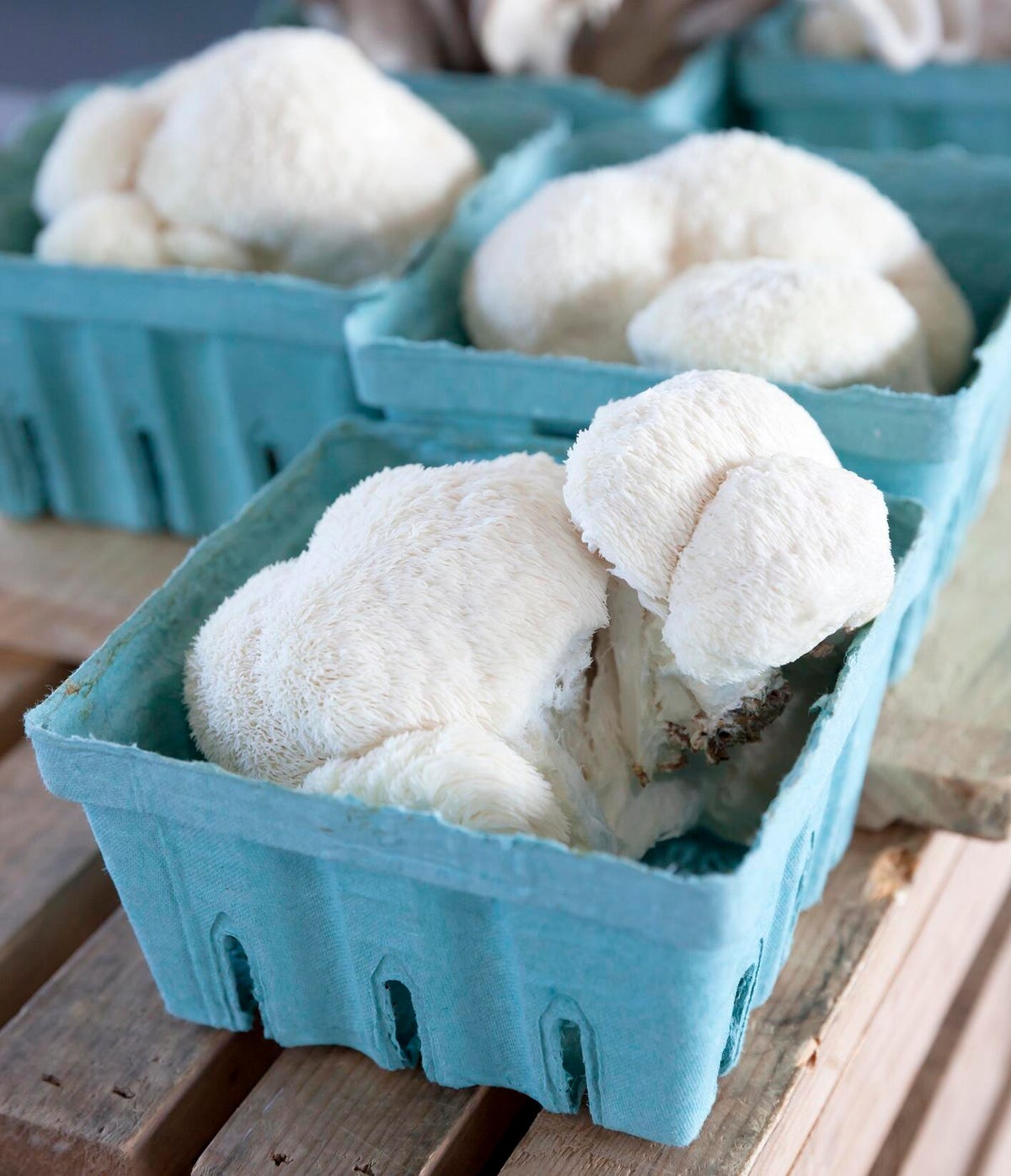 White lion's mane mushrooms in blue cartons on a wood bench at a market.