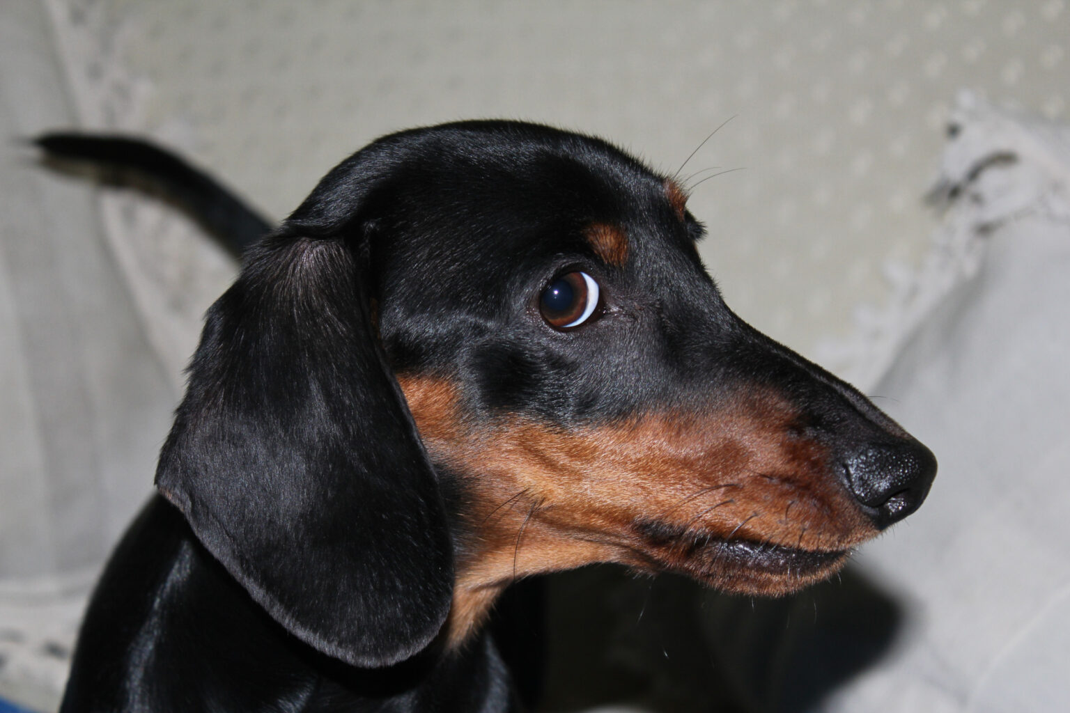 Video Captures How Dachshund Reacts to Not Getting Their Way: ‘That Sass’