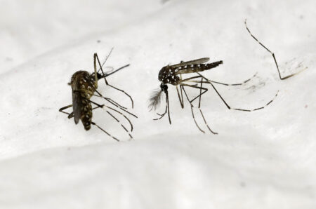 Paris Olympics: Concern Over Dengue Fever as Cases Soar