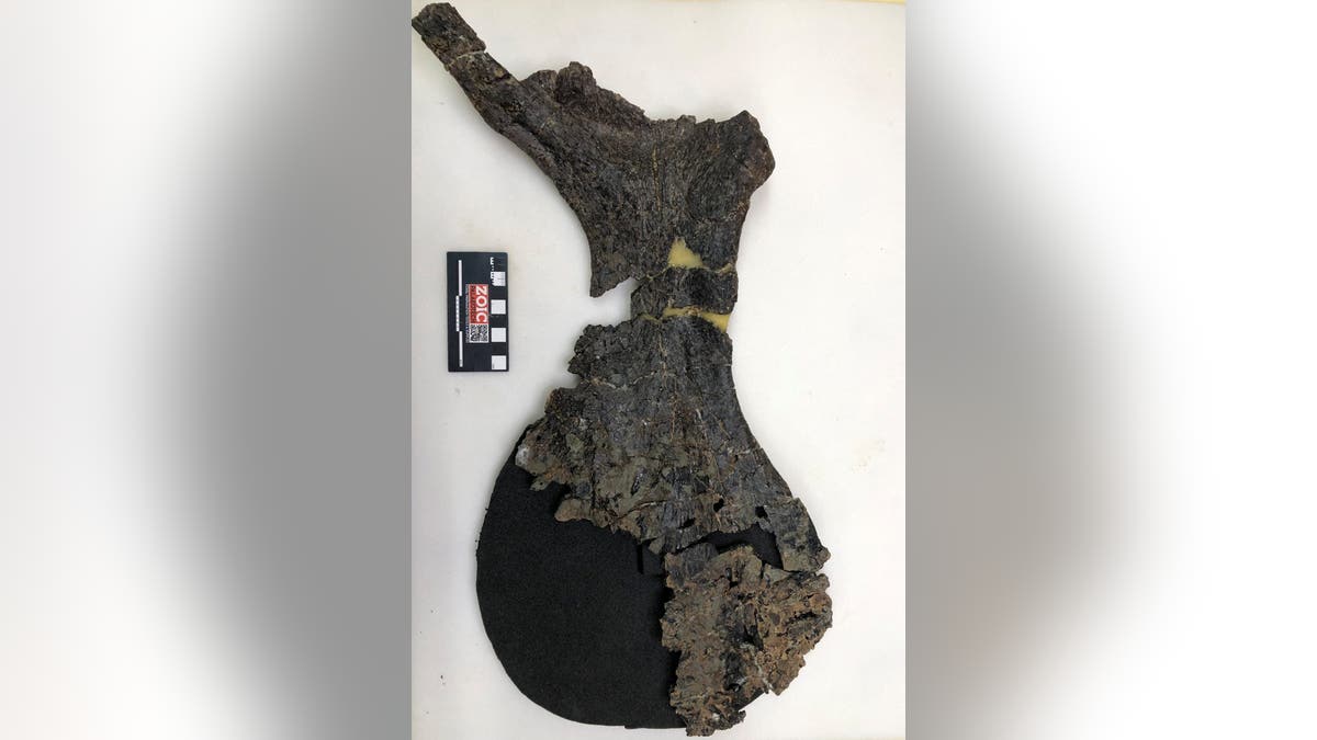 Big dinosaur hip bone