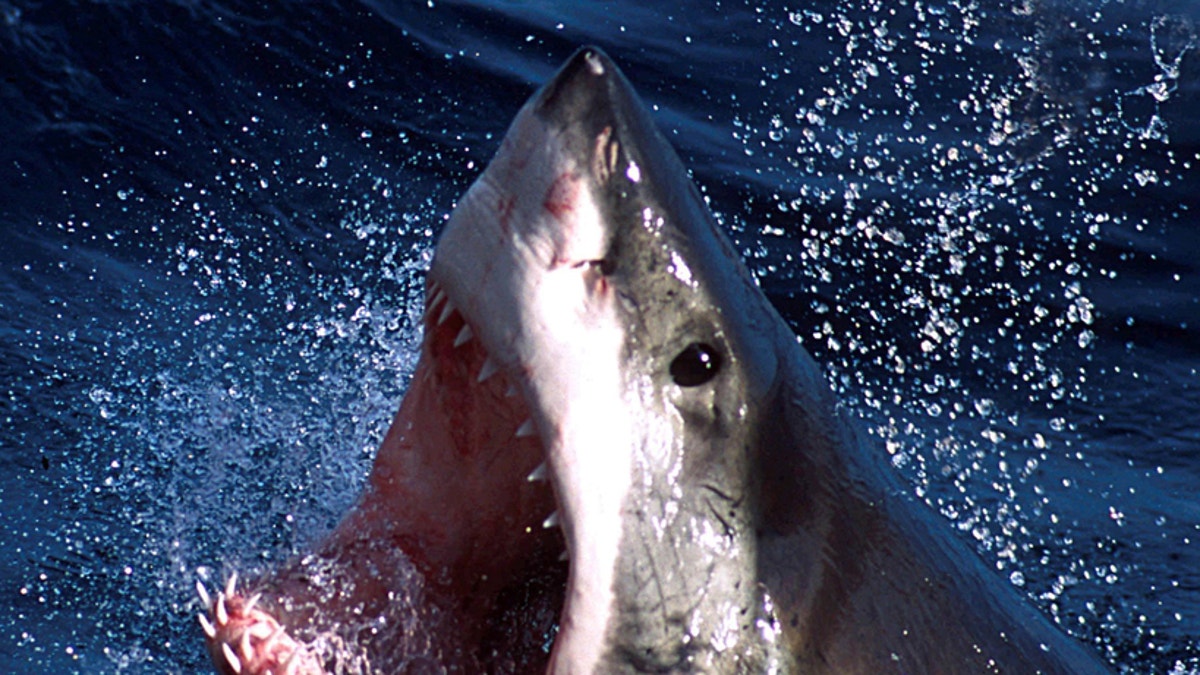 - An undated photo - of a Great White shark which can now be repelled by a electronic shark shield. An Australian firm unveiled on March 27, 2002 an electronic shark repellant unit which when attached to swimmers legs, emits an electronic field to??? USE ONLY (Credit : REUTERS/Seachangetechnolgy) - PBEAHUKTBBL