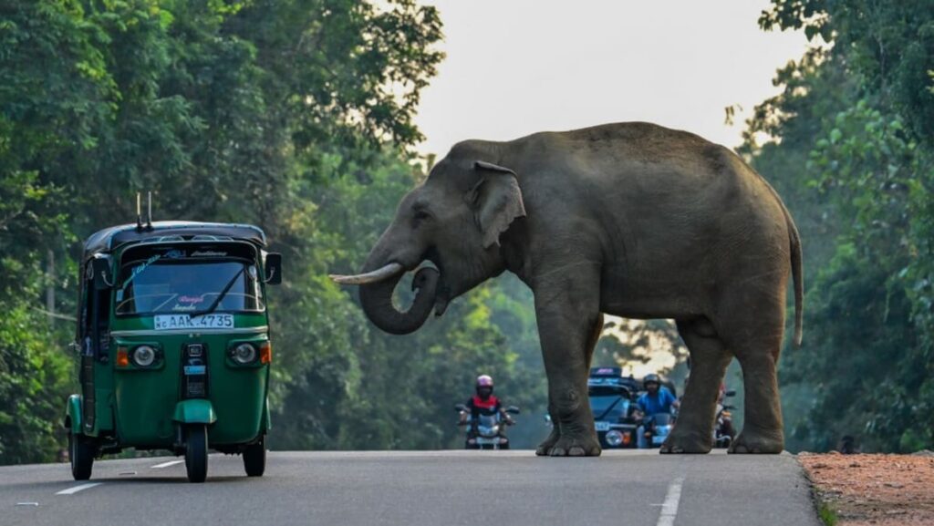 Sri Lanka pilgrims flee as elephant runs amok