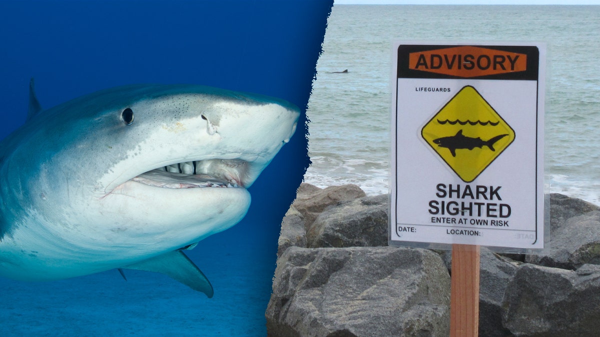 tiger shark spotted off Hawaii coast split