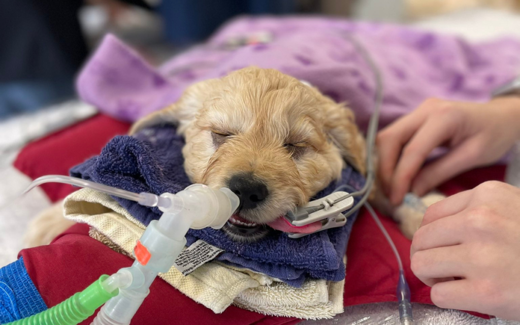7-Week-Old Puppy Brought In To Be Euthanized, but Vet Has Other Ideas