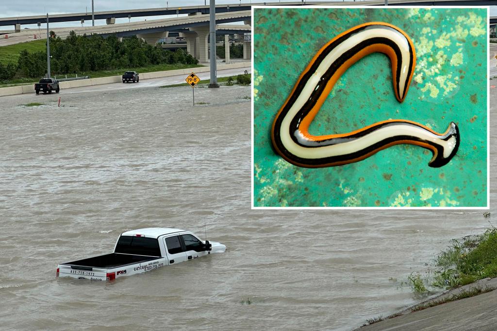 Texas rains to flush out giant poisonous worms that regenerate when chopped in half