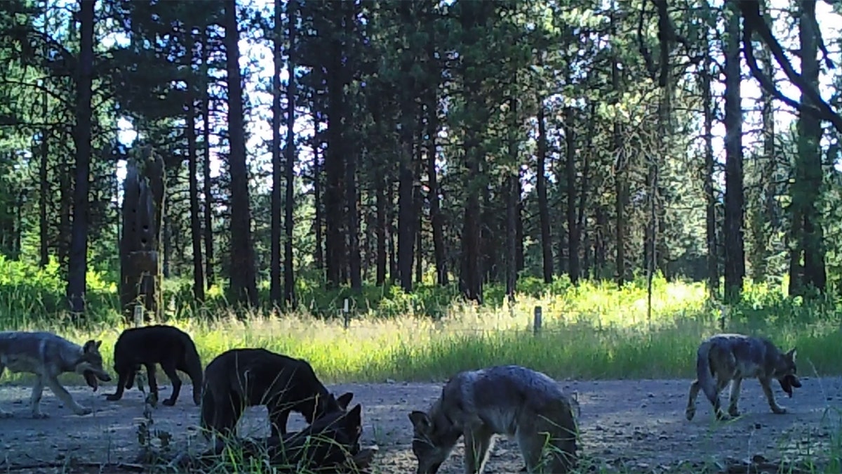 washington-gray-wolf-pack