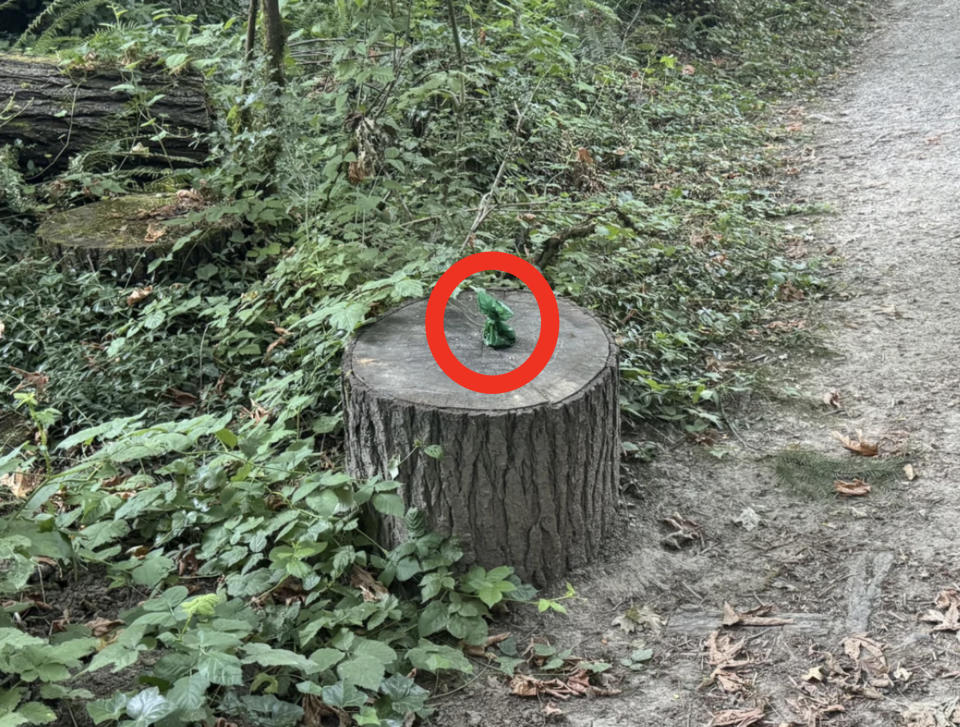 A small green frog figurine sits on top of a tree stump, surrounded by dense forest foliage along a dirt path