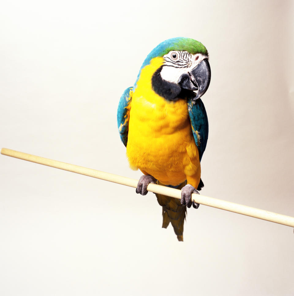 A blue and yellow macaw is perched on a wooden stick against a plain background