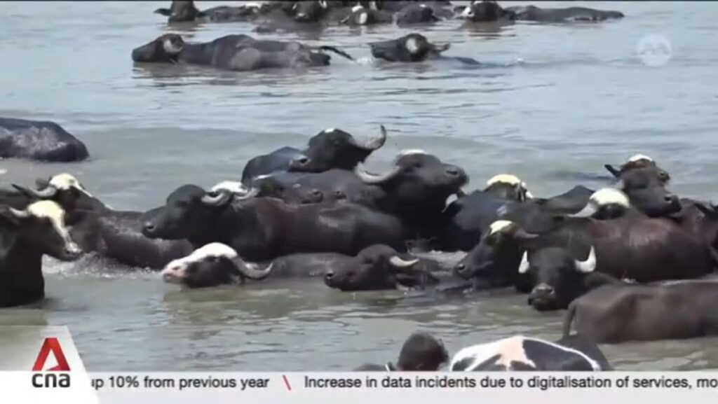 Rising temperatures impacting Iraq’s crop yields, farmer livelihoods