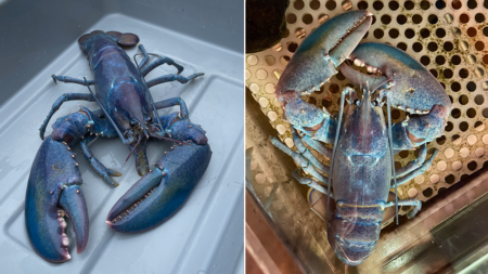 Rare ‘cotton candy’ lobster caught by fishermen, plus Lululemon garment draws backlash