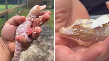 Rare albino alligator hatches in Florida: ‘Estimated 100 to 200 in the world’