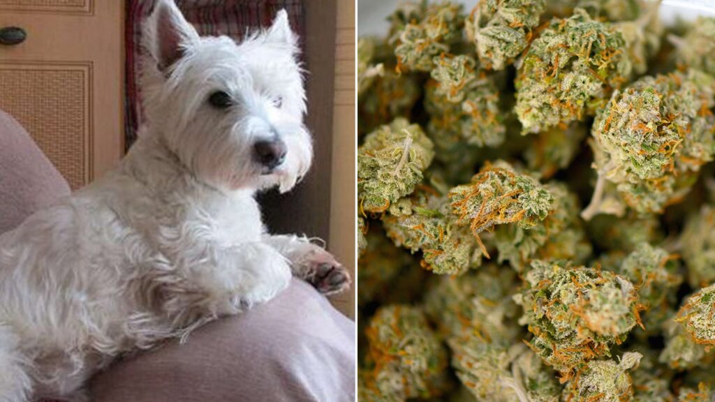 Dog owner says pet accidentally ate marijuana while out for a walk: ‘Could have died’