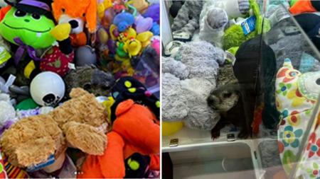 Shock! Pennsylvania game machine ‘displays’ living ‘prize’ along with stuffed animals for kids