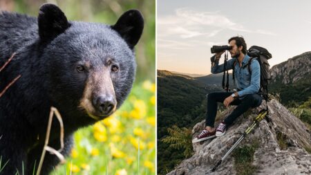 As black bear encounters increase in America, avoid serious danger by being ‘bear aware’