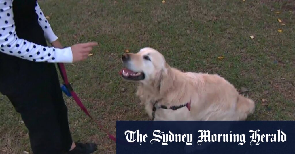 On-the-spot fines double leaving dog owners furious