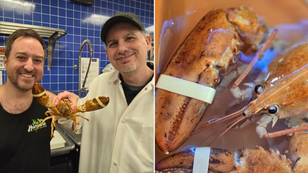 Ultra-rare ‘1-in-30 million’ orange lobster rescued from New York supermarket is released back into wild