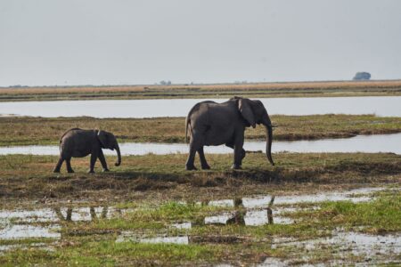 Namibia to cull 83 elephants and distribute meat to people affected by drought