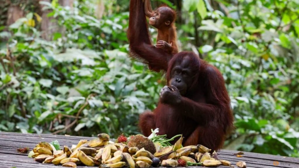 Apes to stay at home as Malaysia tweaks ‘orangutan diplomacy’