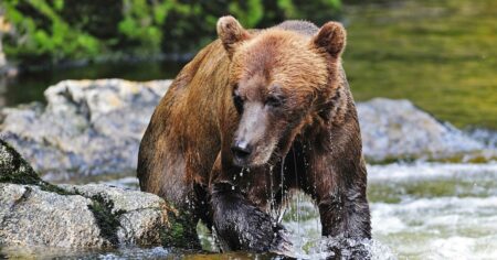 Hunter in Alaska recovering after being mauled by bear and shot amid effort to fend it off