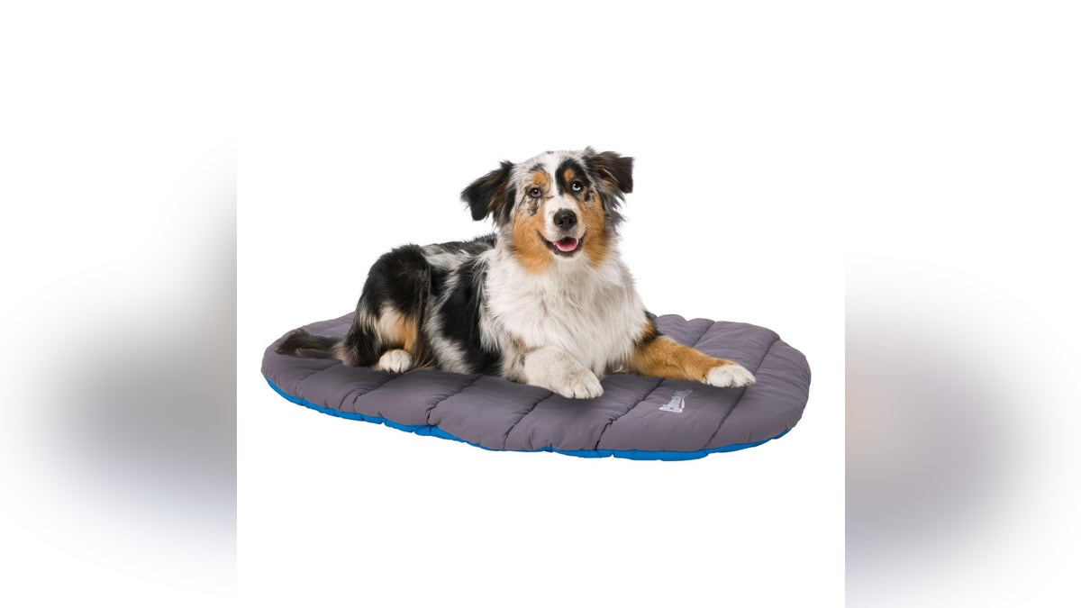 Make sure your dog has somewhere comfortable to sleep.