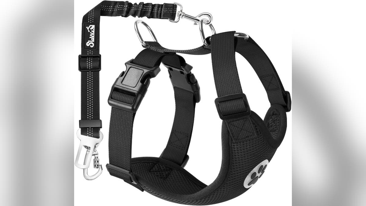 Make sure your dog is safe and secure.
