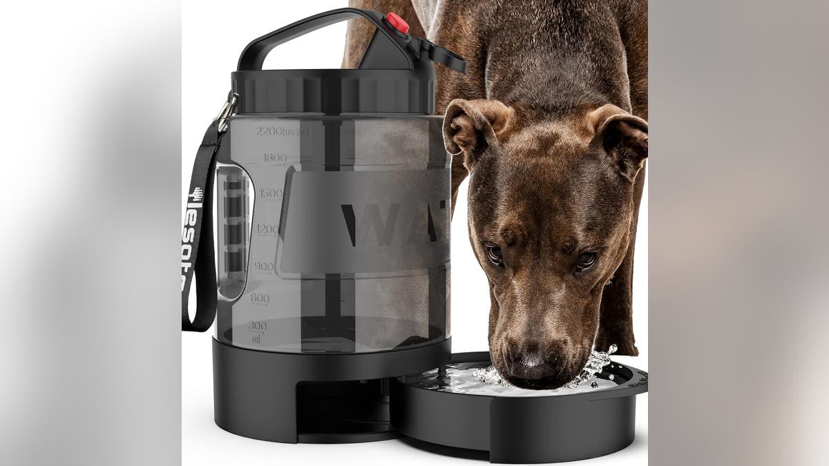 Keep your pet well hydrated.