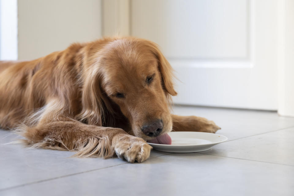A Golden Retriever licks an empty white plate while lying on a tiled floor indoors