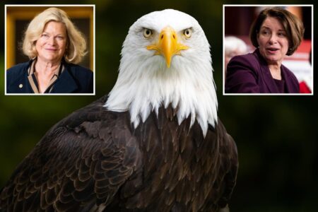 Senate finally names bald eagle the official national bird, 242 years after it became a symbol of America