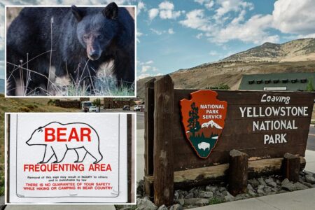 Black bear euthanized after attacking child, 3, at campground near Yellowstone National Park
