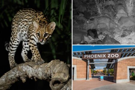 Rare, endangered ocelot spotted in Arizona mountains: ‘I was in disbelief’