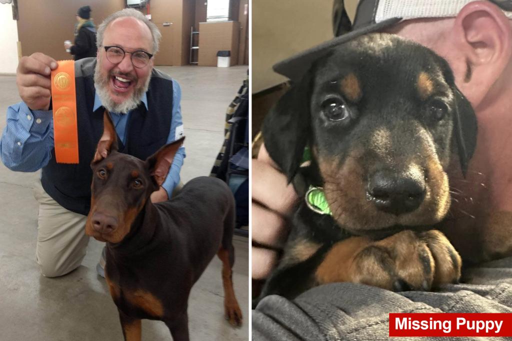Colorado dog breeder killed, 10 Doberman puppies stolen: ‘His dogs were his life’