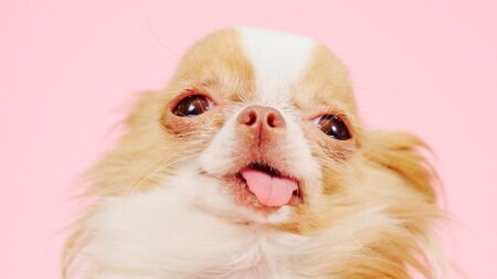 Pilaf, Demi Moore’s Micro Chihuahua, Was Born to Be a Megawatt Star
