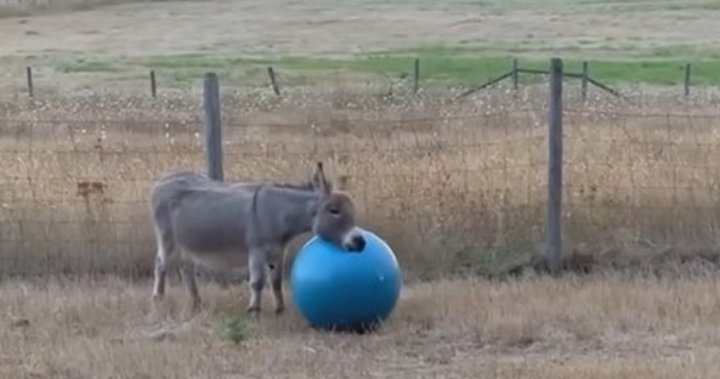 How a B.C. community brought joy to Earl, a lonely donkey whose owner died