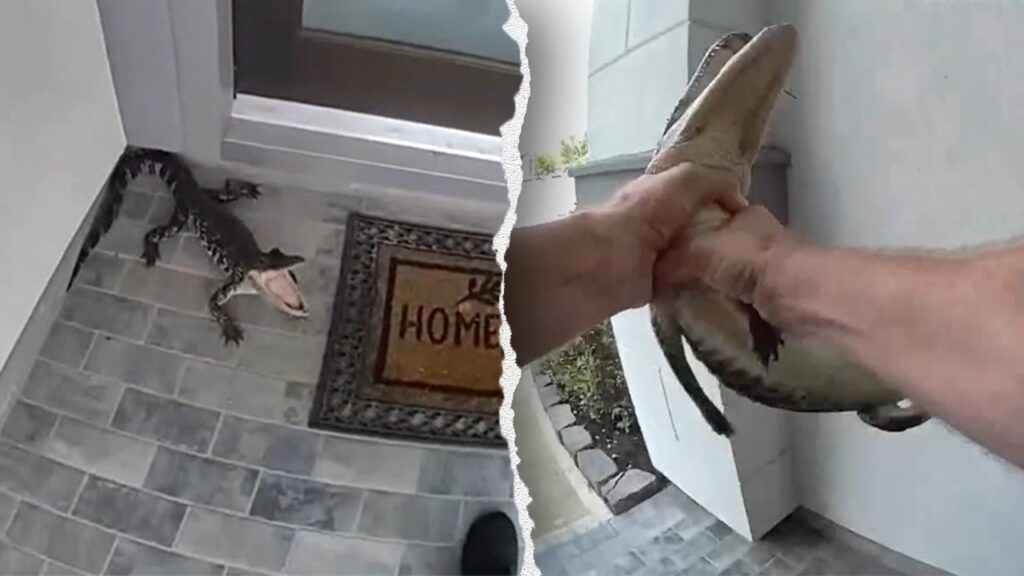 SEE IT: Texas cop wrangles live alligator on doorstep with bare hands caught on camera: ‘You’re a hero!’