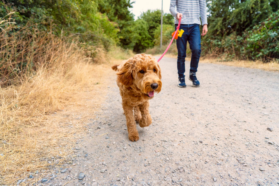 A person in jeans and a striped shirt walks a brown, curly-haired dog on a dirt path surrounded by greenery