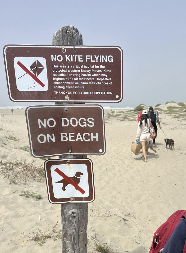 Signs read: "No Kite Flying" and "No Dogs On Beach." Two people with three dogs in the background walk towards the beach, disregarding the signs
