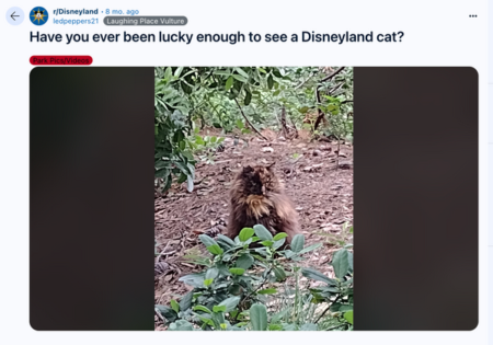 Here’s What We Found About Claim Disneyland Uses Army of Feral Cats to Control Rodent Population