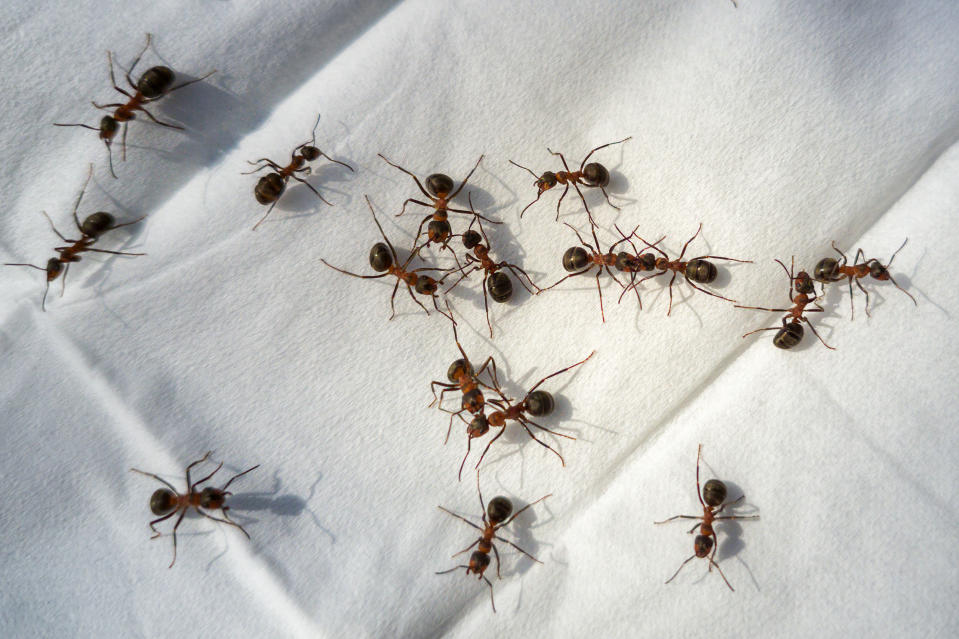 A group of ants is scattered across a white surface. There are about 20 ants in the image
