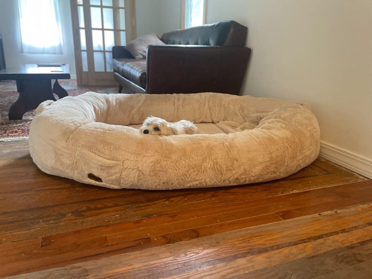 dog laying plufl