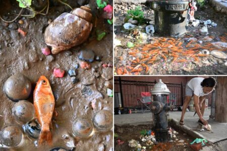 Vandals deface NYC hydrant puddle pond, goldfish killed in overnight mayhem: ‘It’s time to get busy’