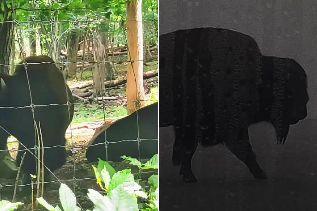 Three bison escaped from Connecticut farm, four bison came back: ‘maternity leave’