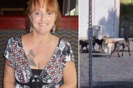 Calif. mom mauled to death by dogs after neighbors complained about pack of 25 Great Danes running loose
