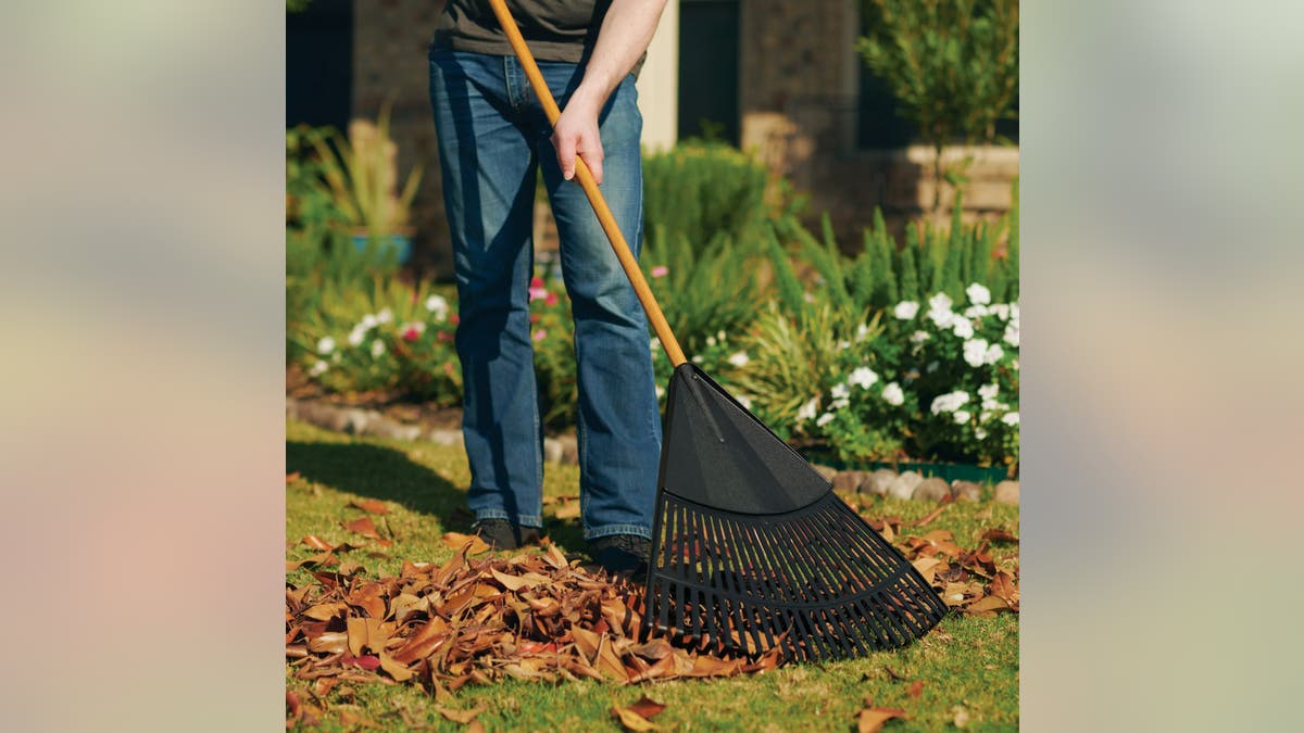 Keep lawns free of leaves with regular raking.