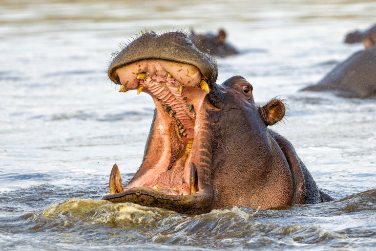 hippo